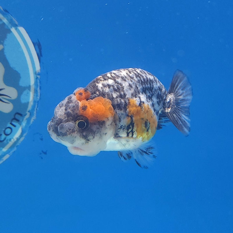 Thai Ranchu Granite 2in Female (FEB-334)R3B16