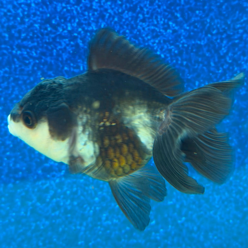 Thai Oranda Panda 2.5in Female (FEB-479)R3B12