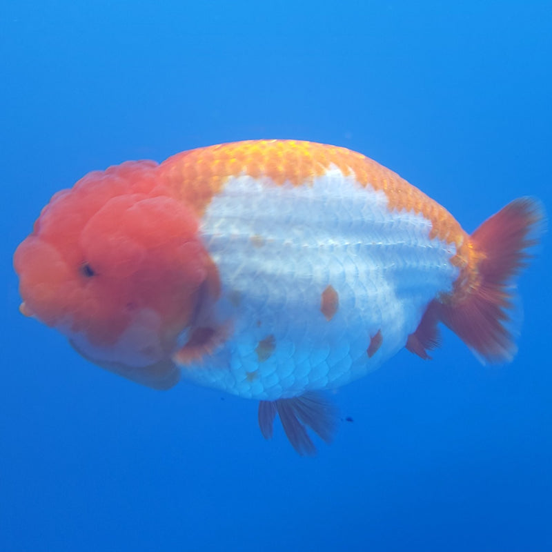Thai Jumbo Ranchu Red & White 5in Female (FEB-213)SHOWTANK2