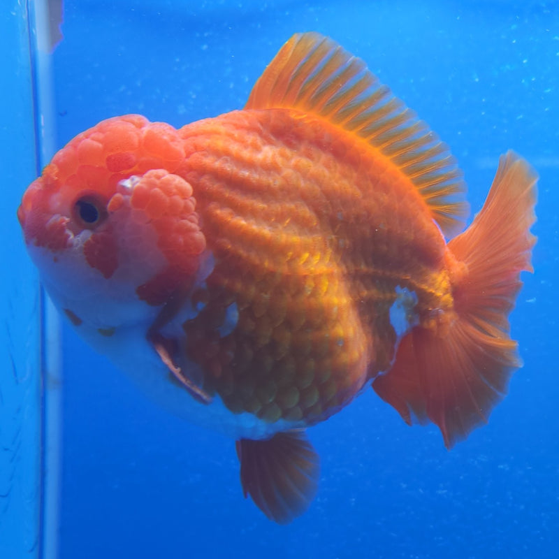Thai Jumbo Oranda Red & White 4.5in Female (FEB-224)BLUETUB1