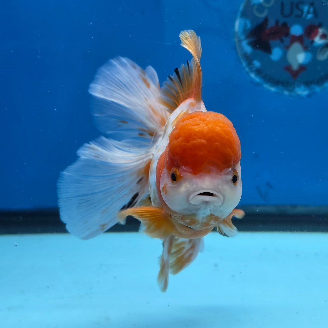 Thai Oranda Red and White 4.5" Body Female 9mths(FEB-574)R2A02