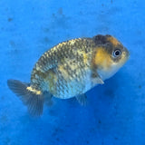 Thai Ranchu Tiger Calico 2.50" Body (FEB-877)R2B06
