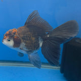 Thai Oranda Red Cap Apache 3.00" Body Male (FEB-796)R1B03