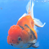 Thai Oranda Red Apache  3.80" Body Female (FEB-804)R1B04