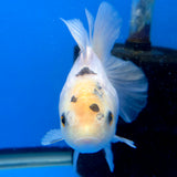 Thai Oranda Lemomhead Panda 3.00 inch Body Female(FEB-844)R2B01