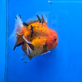 Thai Oranda Red Tiger Sakura Godzilla 5 inch Orchid Tail Body Female (G-FEB-107)BlueTubB