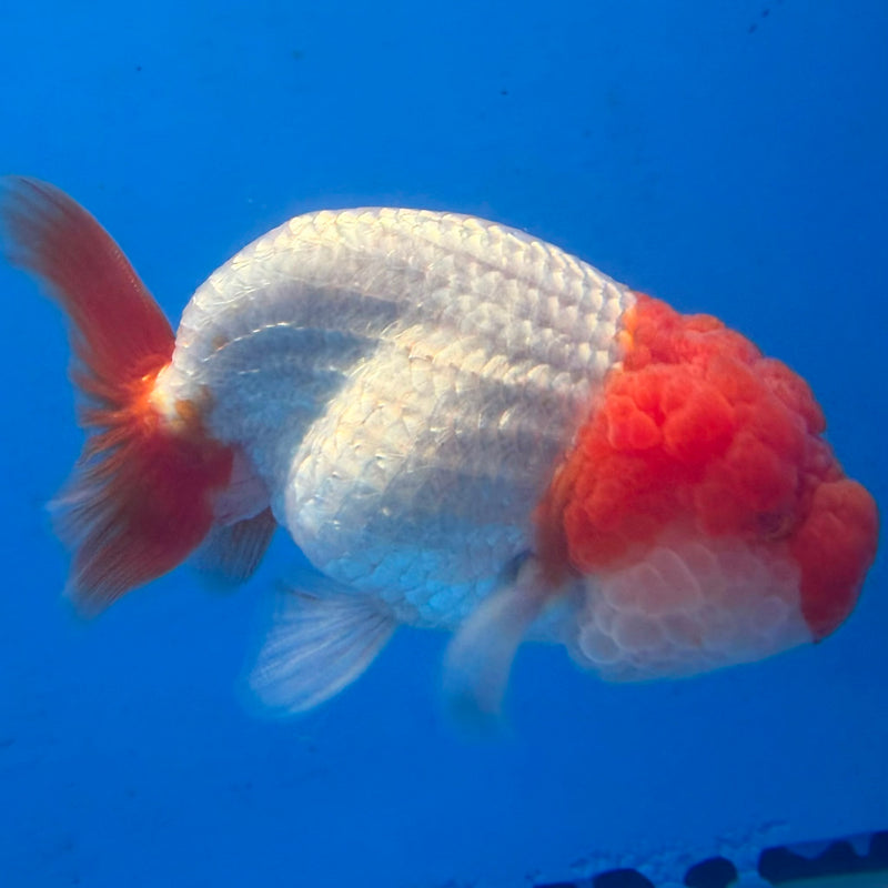 Thai Red & White Ranchu 3.5” Body Female(FEB-411) BLUETUBD