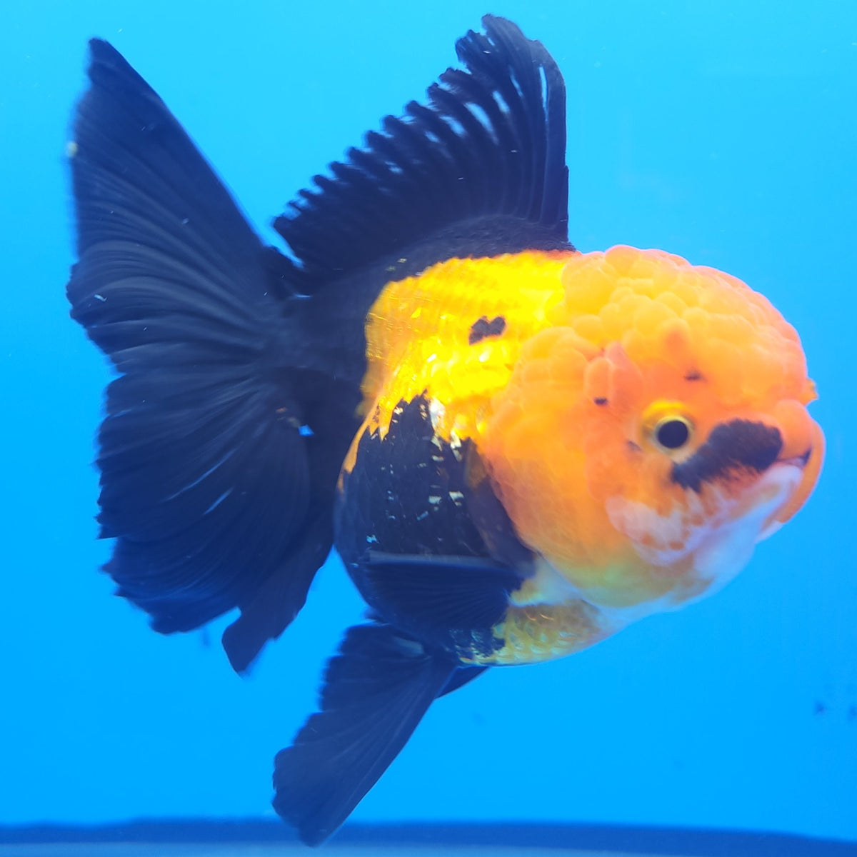 Thai Oranda Apache JUMBO  4.5” Body Female(FEB-380)R2B11