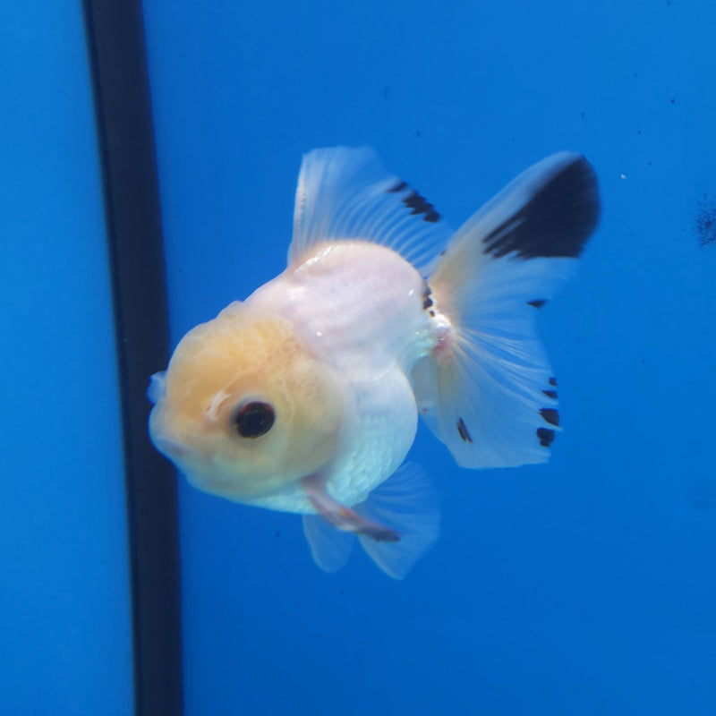 Thai Oranda Lemonhead Panda 3” Female (FEB-250)R3B04