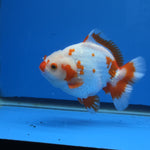 Thai Oranda Yuanbao Red and White 5.00" Body Female (FEB-737)R2A09