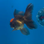 Thai Oranda Apache 3.5” Female(FEB-711)R1A07