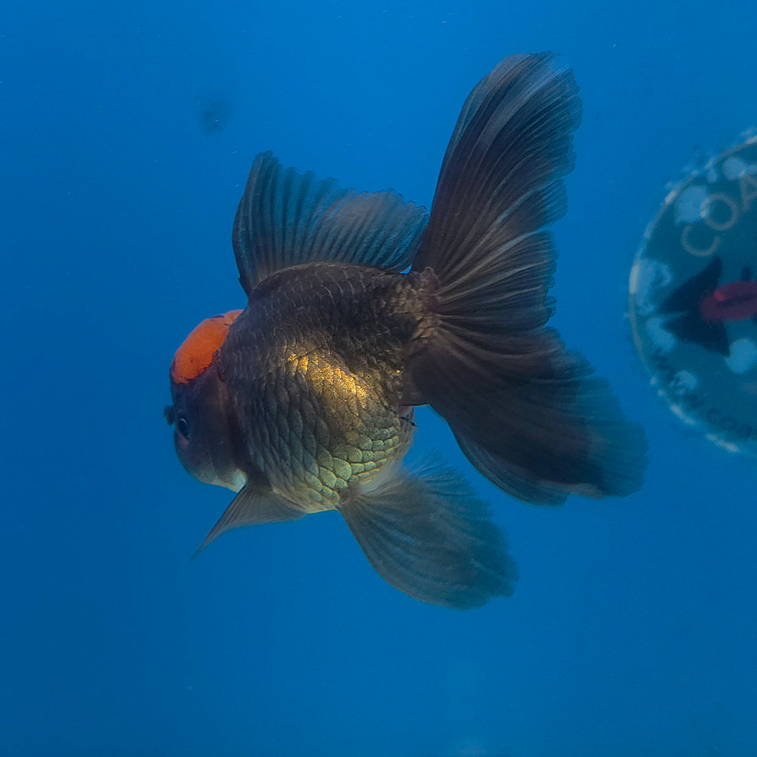 Thai Oranda Apache 3.5” Female(FEB-711)R1A07