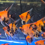Live Freshwater Aquarium Red Devil Angelfish 1.50-2.00" Body