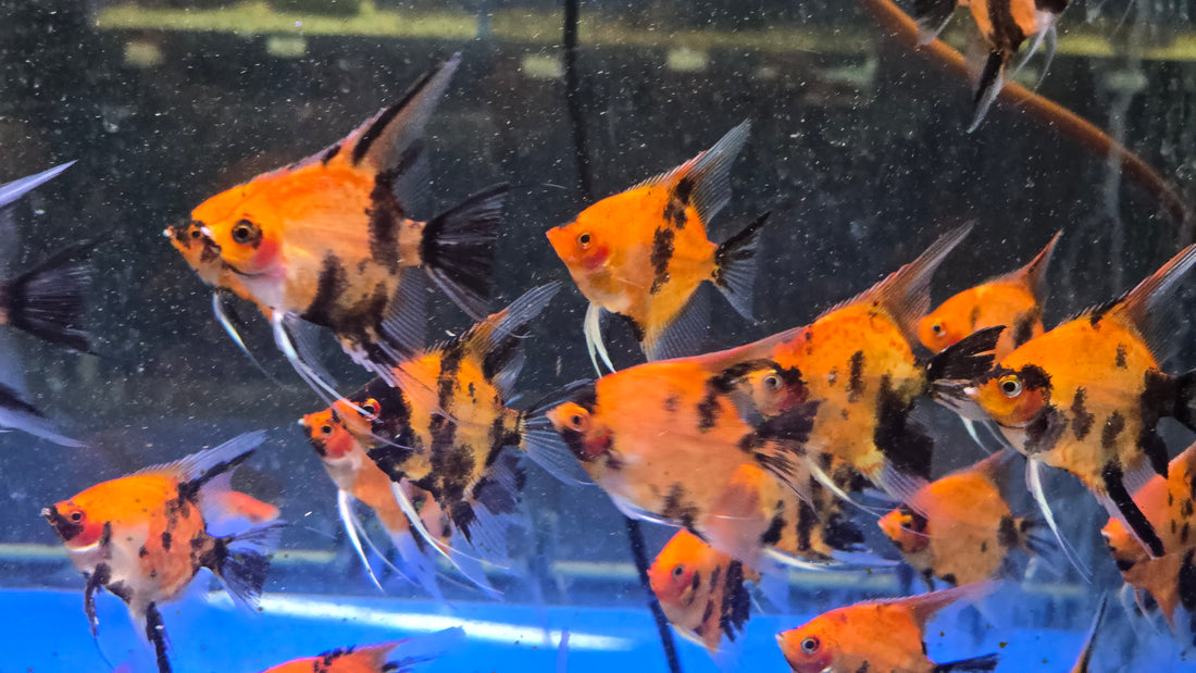 Live Freshwater Aquarium Red Devil Angelfish 1.50-2.00" Body