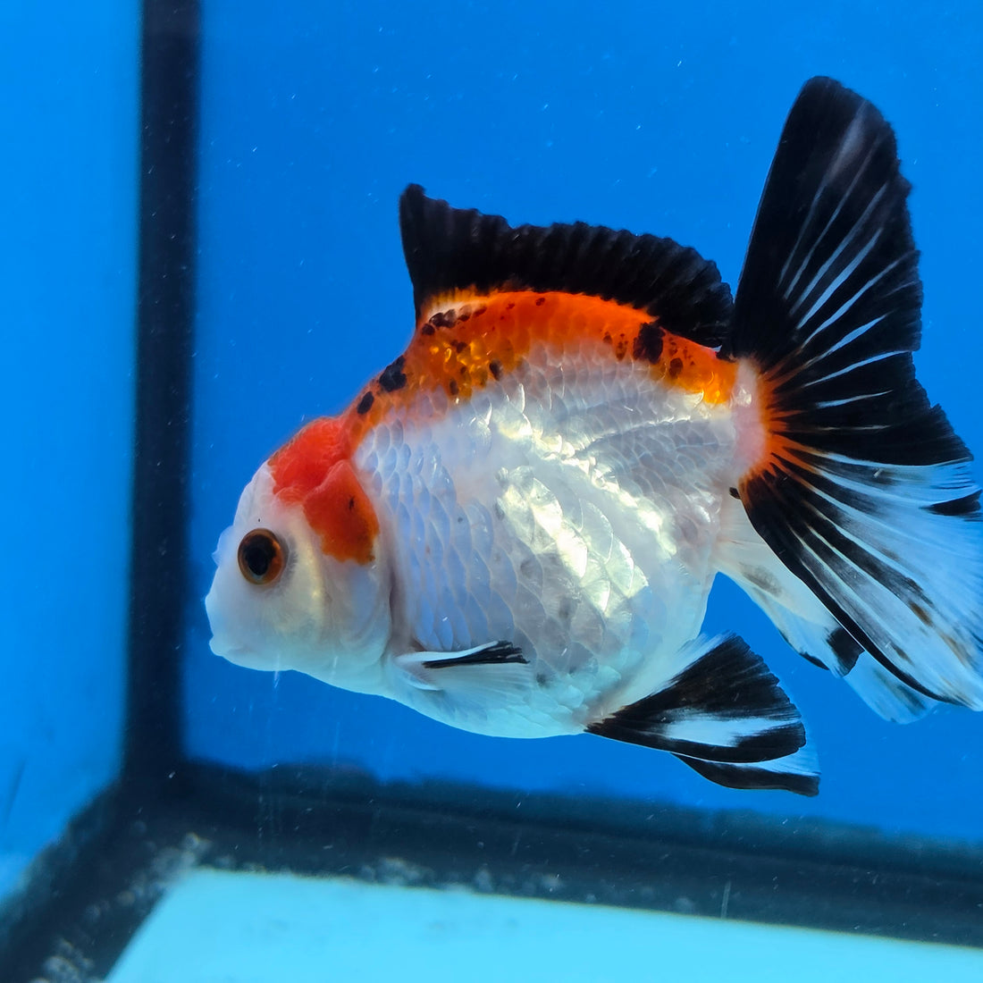 Thai Oranda Tri Color 3 in Body Female (FEB-526)R3A07