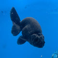 Thai Ranchu Super Black 2.5” Female(FEB-684)R3B01