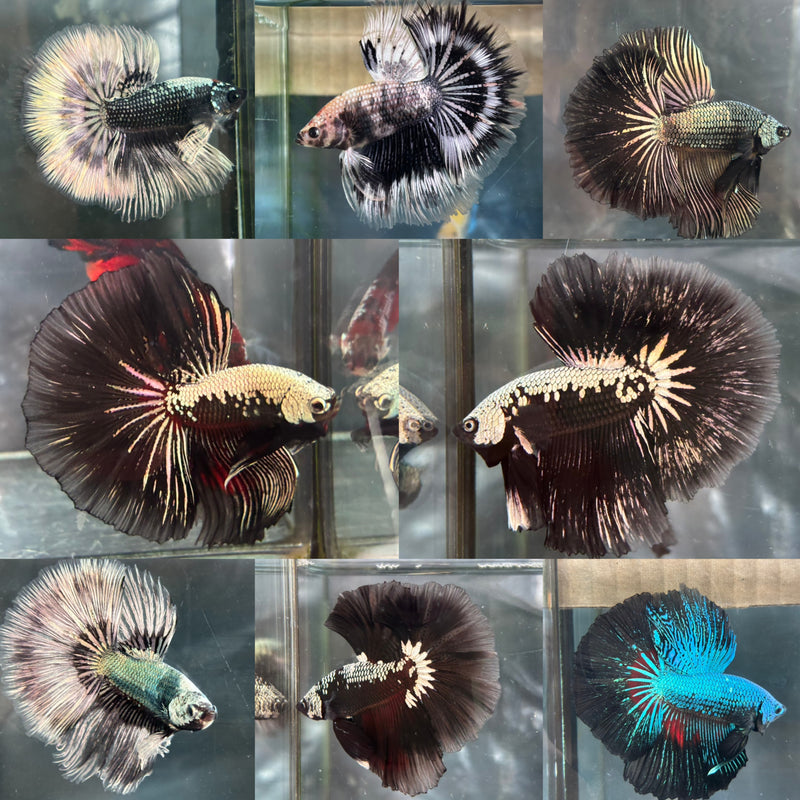 DRAGON/SAMUARI HALFMOON (CBM-1124)