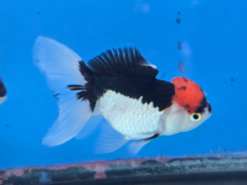 Thai Tri Color Oranda 2.50 inch Body Female (NNN-2075)R4B06