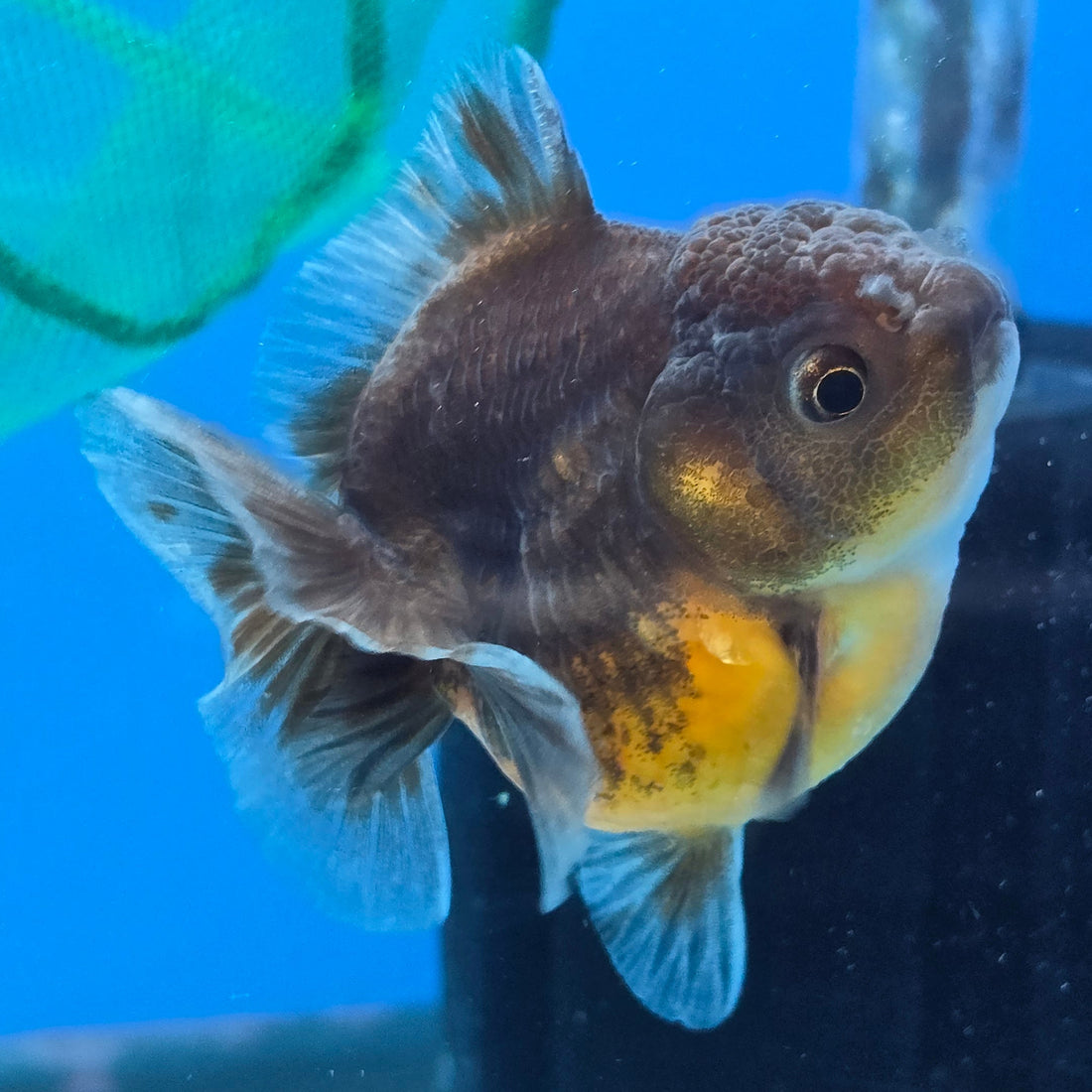 Thai Oranda Bronze Sakura Shogun Farm 2.8" Body Female 6mths(FEB-577)R3B02