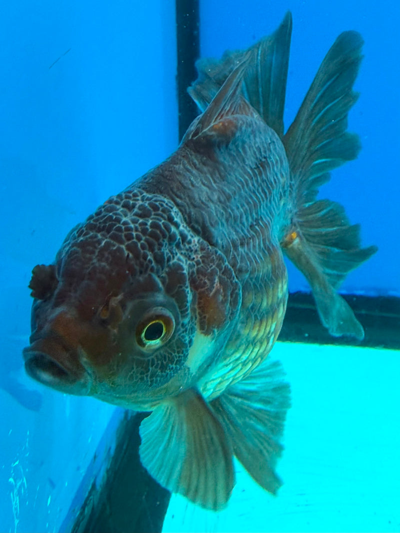 Thai Oranda Copper 3.5" Female(FEB-428)R2B05