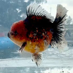 Thai Jumbo Red Calico Orchid Tail Oranda 5.00 inch Body (QGF-JO1229)BLUETUBA