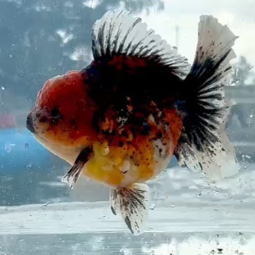 Thai Jumbo Red Calico Orchid Tail Oranda 5.00 inch Body (QGF-JO1229)BLUETUBA