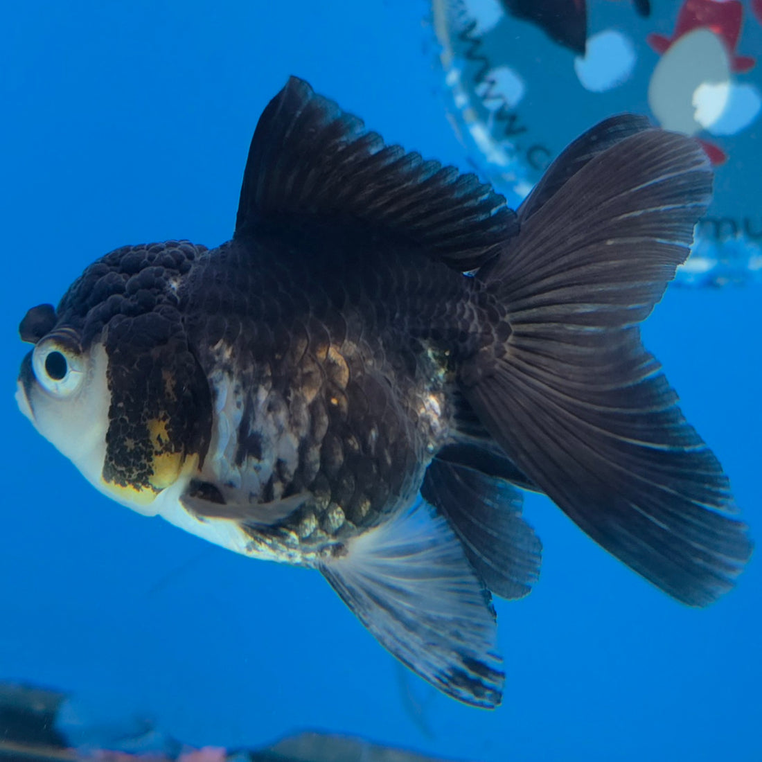 Thai Oranda Panda 2.5” Male(FEB-630)R3B15