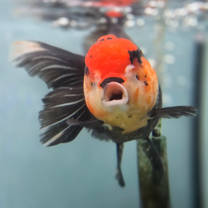 Thai Oranda Tri-Color 3.5" Female (CK-090)SHOWTANK