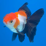 Thai Oranda Tri-Color Sakura 2.5” Male(FEB-634)R3B15