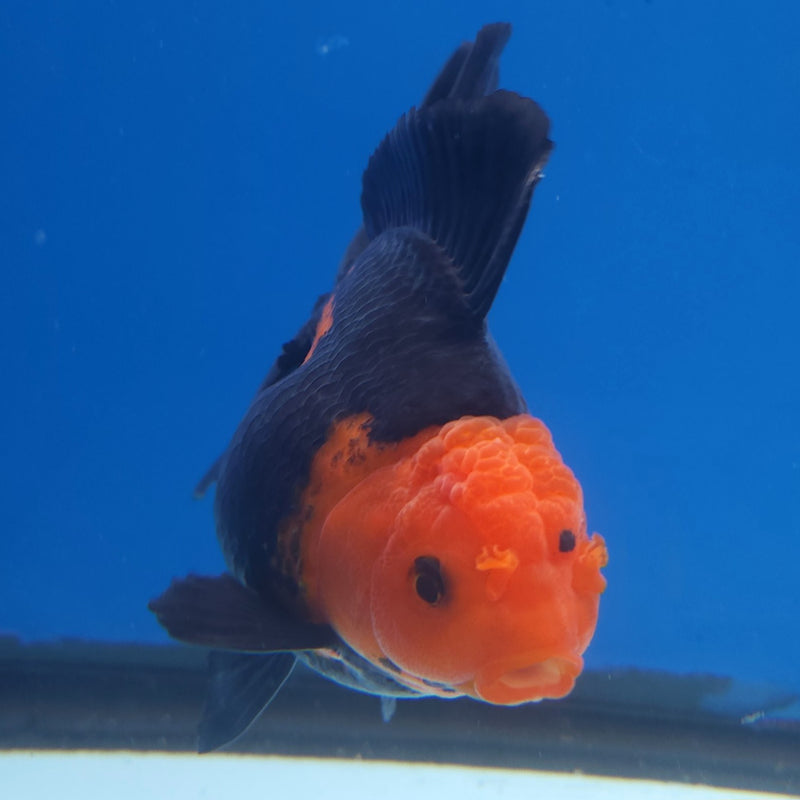 Thai Jumbo Oranda Apache 5in Female (FEB-221)BLUETUB2