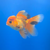 Thai Oranda Apache 3.5" Body Male (FEB-772)R2B07