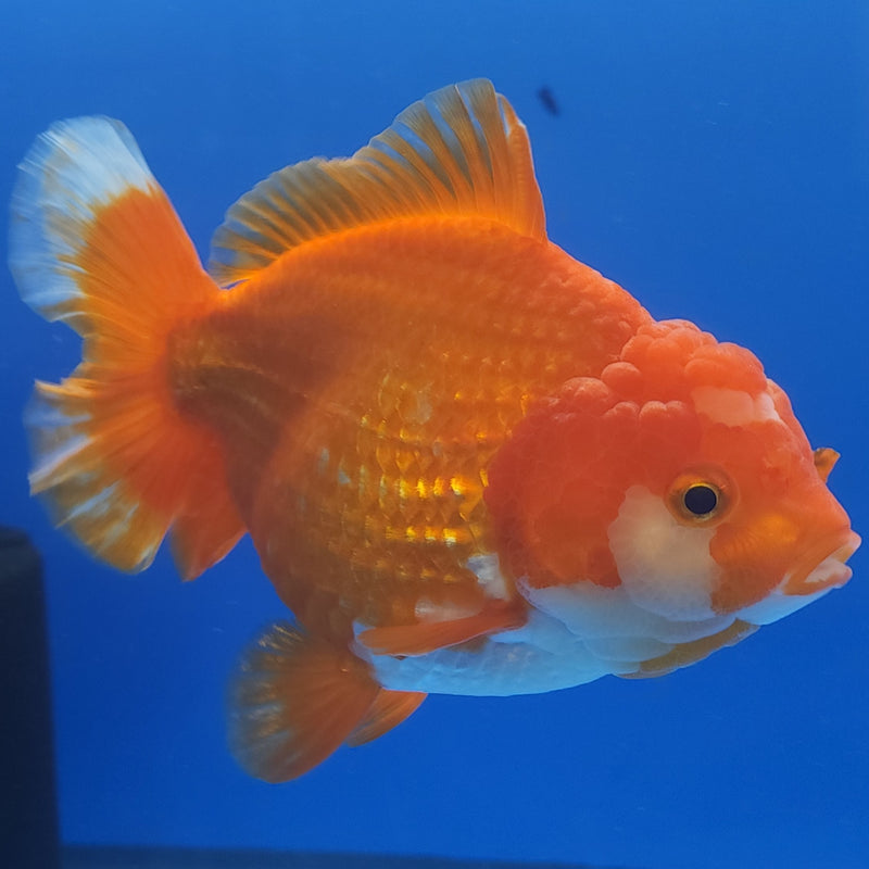 Thai Jumbo Oranda Red & White 4.5in Female (FEB-240)BLUETUB1
