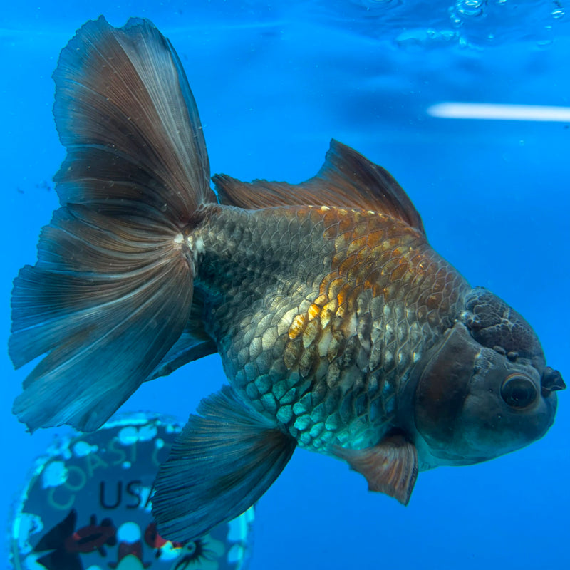 Thai Oranda Black Copper 4in Female (FEB-424)R2A01