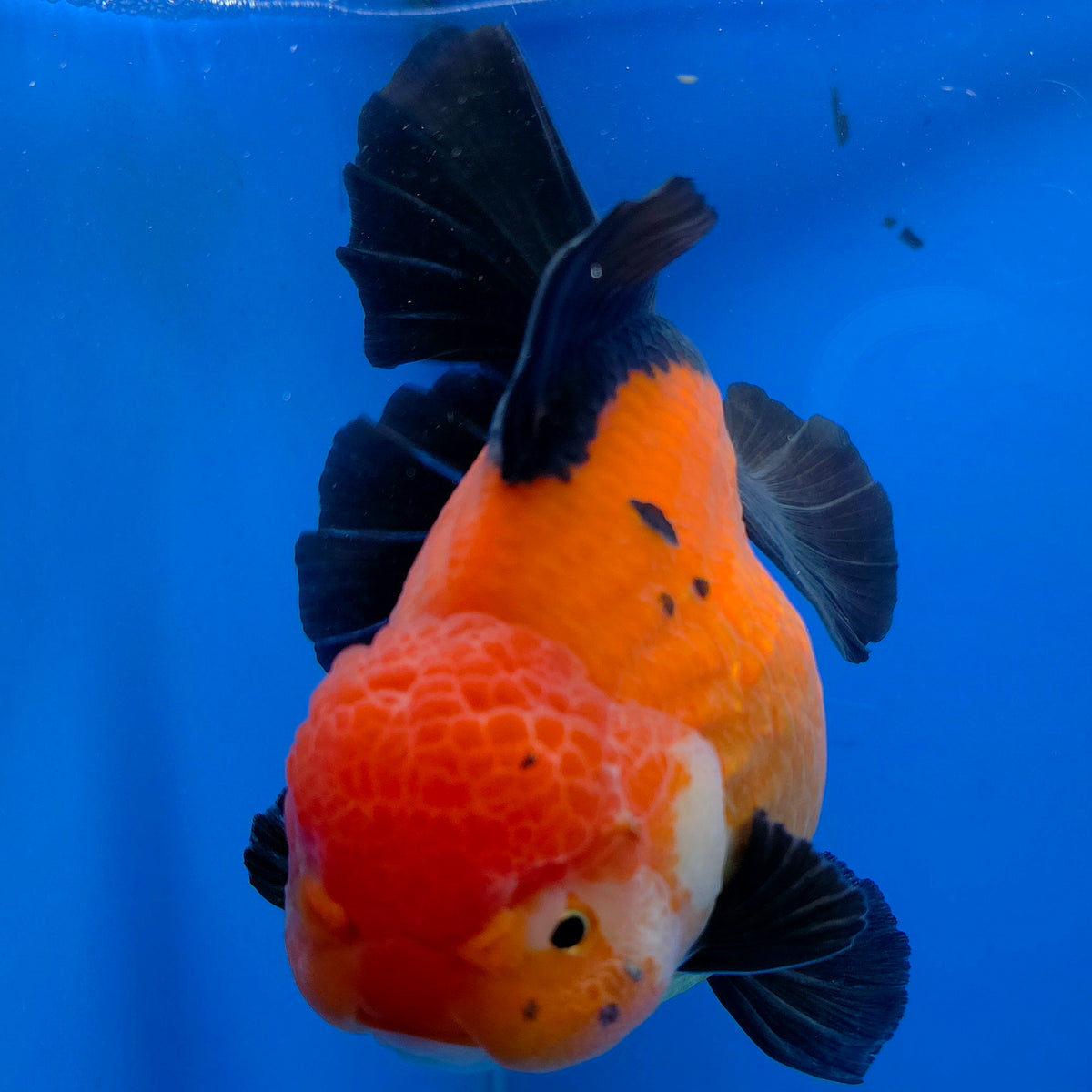 Thai Oranda Jumbo AAA Grade Apache 4.50 inch Body Female(FEB-846)R2A14