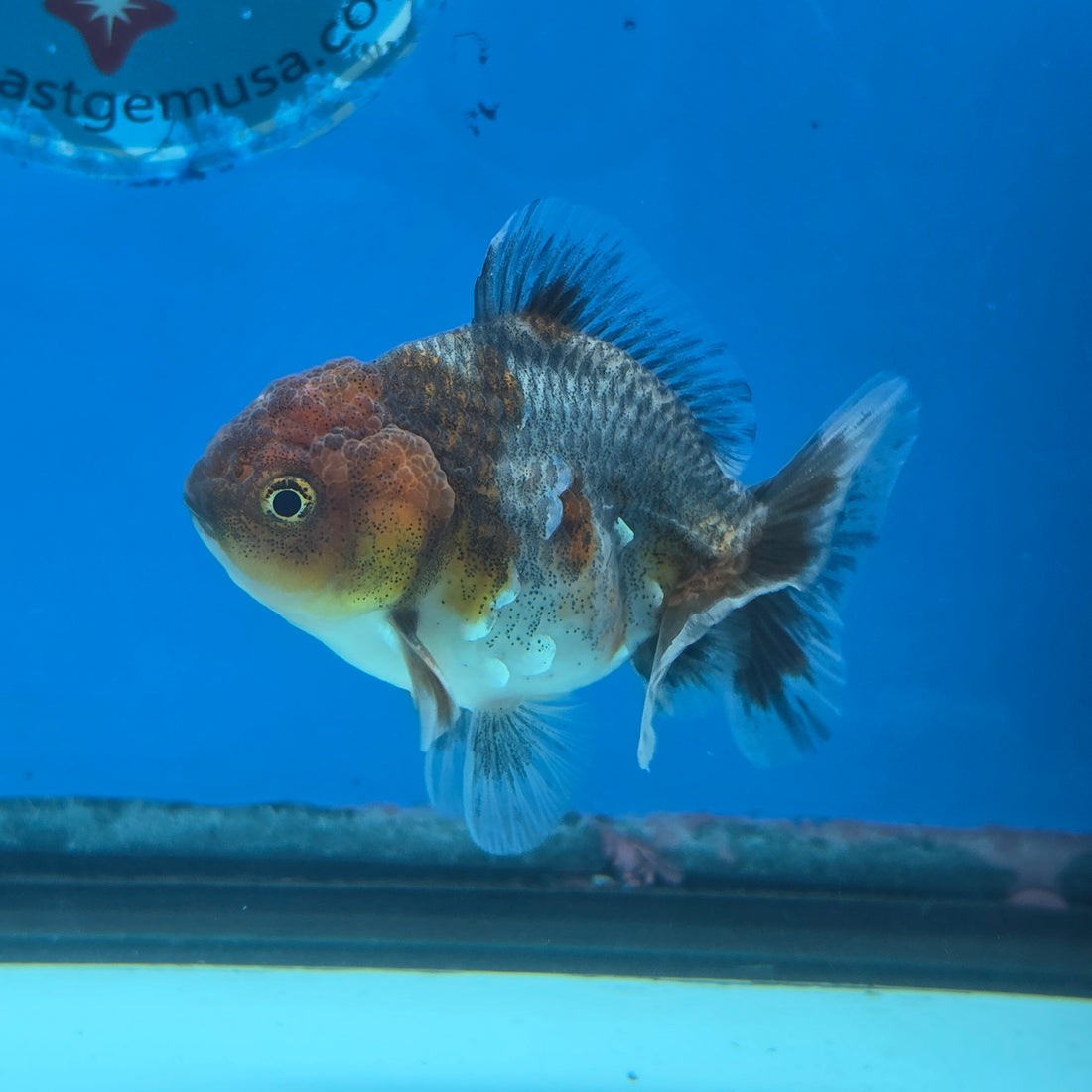 Thai Oranda Calico Shogun Farm 2.5" Body male 6mths(FEB-582)R3B02