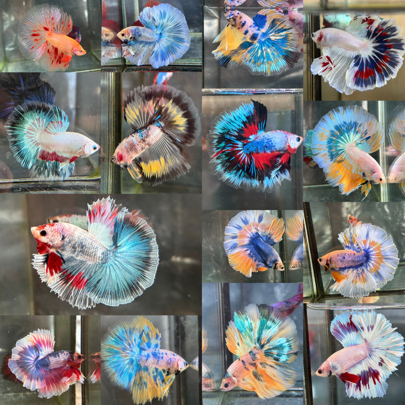 FANCY MARBLE/FANCY DRAGON/POLKADOT/GRIZZLE/ARMAGEDDON HALFMOON (CBM-1128)