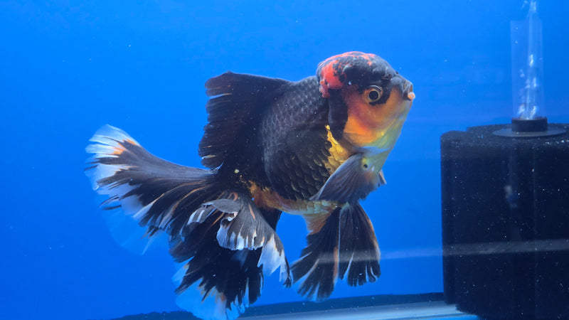 Thai Jumbo Apache Orchid Tail Oranda 5.00 inch Body Male 8 Months Age Giant Breed (NNN-3018)R1A07