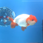 Thai Ranchu Red Cap White 3.5” Female(FEB-671)R3B03