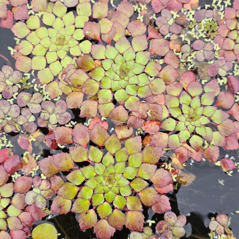 Mosaic Plant or Ludwigia sedioides Floating Plant