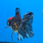 Thai Oranda Red Cap Black 4”Body Female(FEB-729)BlueTubA