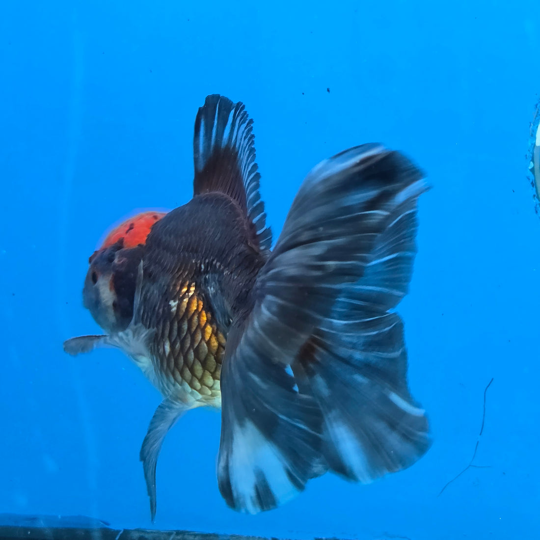 Thai Oranda Red Cap Black 4”Body Female(FEB-729)BlueTubA