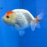 Thai Ranchu Tancho Dragon Scale 2.50" Body Female (FEB-811)R2B05