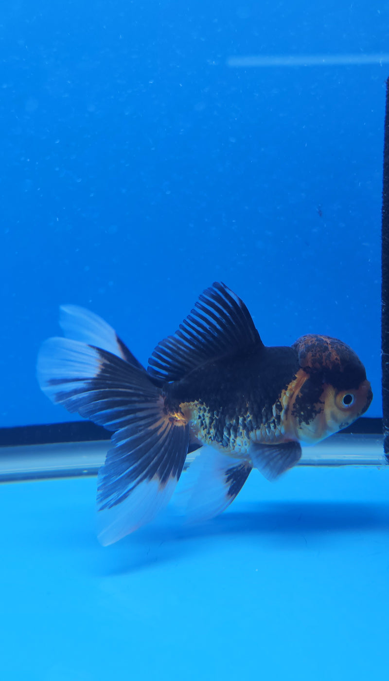 Thai Oranda Red & White Panda Tri 2.5 F (FEB-189)R3A06
