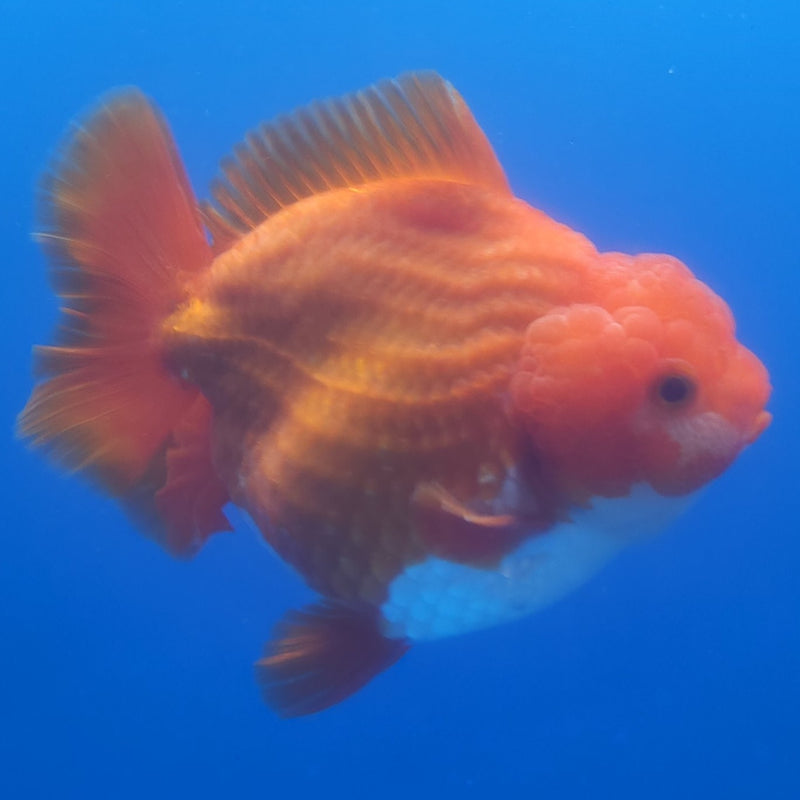 Thai Jumbo Oranda Red & White 4.5in Female (FEB-229)BLUETUB1