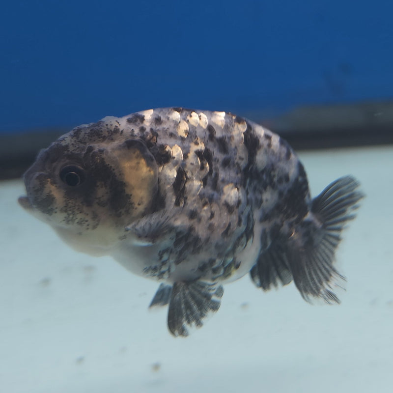 Thai Ranchu Granite 2in Female (FEB-338)R3A14