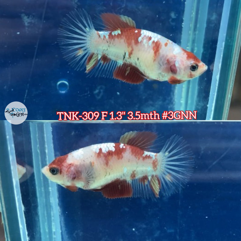 Live Female Betta Red Galaxy Koi Plakad (TNK-309) S192 High quality what you see what you get!!