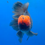 Thai Oranda Jumbo AAA Grade Apache 4.50 inch Body Male(FEB-848)R2A15