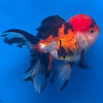 Thai Oranda Tri-Color 3.0” Male(FEB-629)R1A09