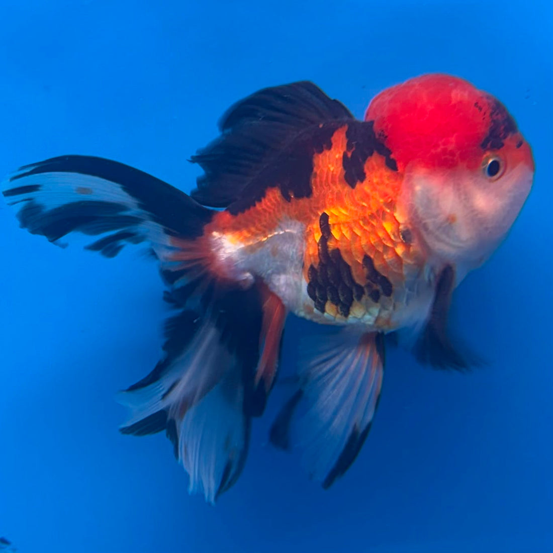 Thai Oranda Tri-Color 3.0” Male(FEB-629)R1A09