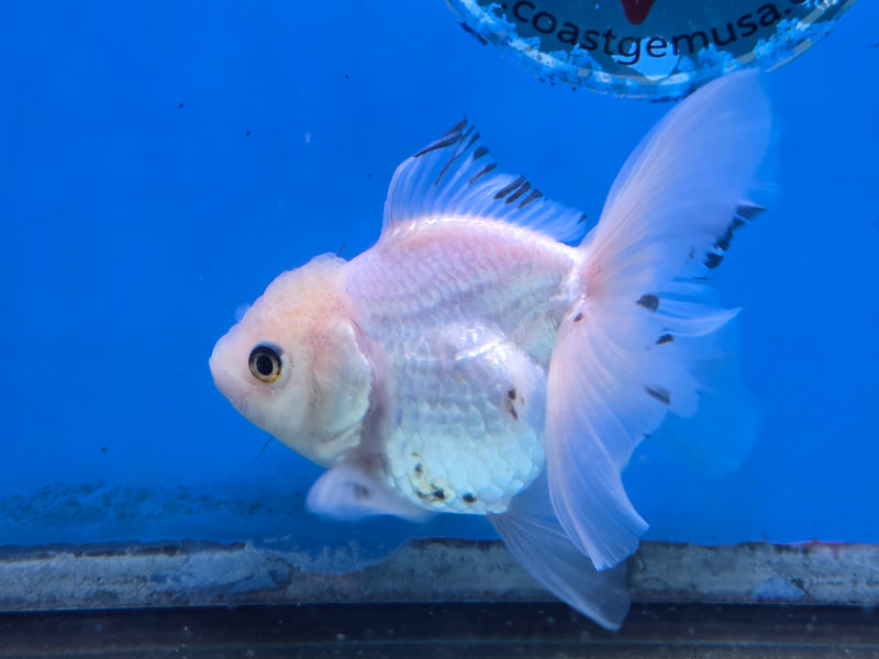 Thai Lemon Head White Oranda Orchid Tail Medium Breed 3.00 inch Body Female (NNN-2067)R1A05